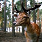 Deer in woods.