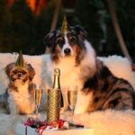 Dogs celebrating new year.