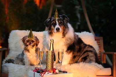 Dogs celebrating new year.